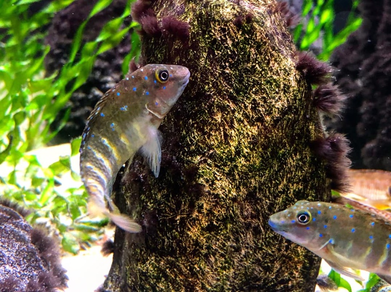 Spathodus cf. erythrodon 'Ikola'